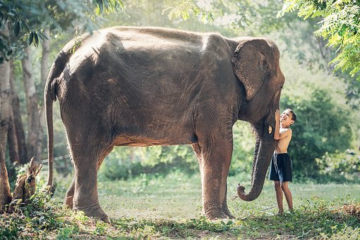 象,柬埔寨,孩子,儿童,动物,亚洲,帕那si ayutthaya,男孩
