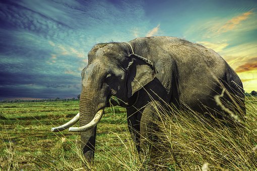 象,妈妈,动物,自然,苏林省,泰国,免費的照片,免费图片