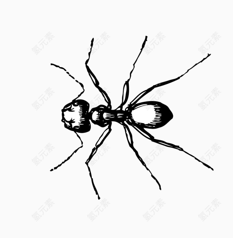 卡通手绘黑色的蚂蚁