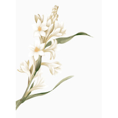韩国白色花朵逼真绘图