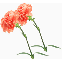 粉色水彩花朵植物装饰母亲节