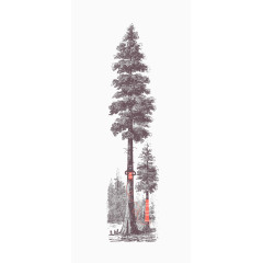 素描冬天的松树