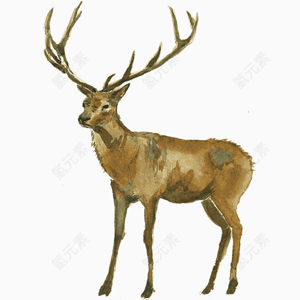 手绘水彩动物鹿子