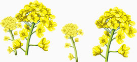 黄色小花花