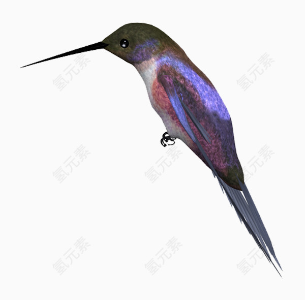 紫蓝翡翠鸟免抠png素材
