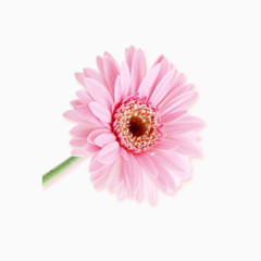 粉色花卉素材
