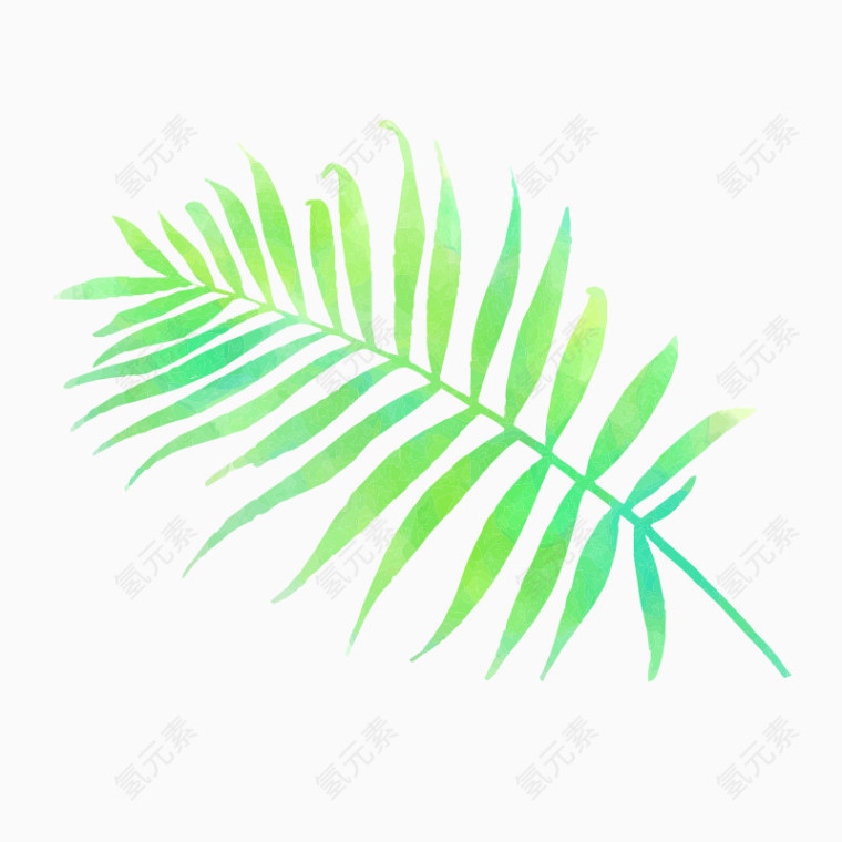 手绘椰子叶