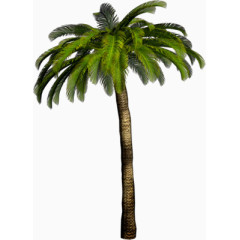沙滩棕榈树