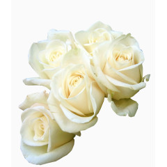 白玫瑰 花束 花朵