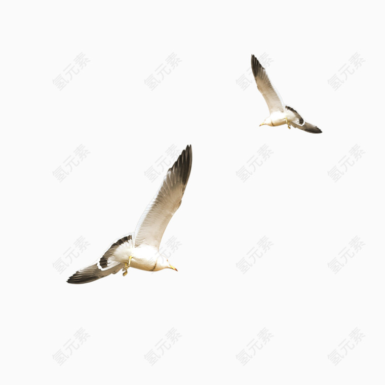 飞翔的白色海鸥