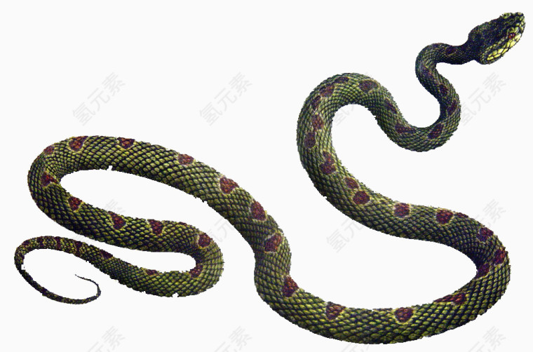 灰红色毒蛇