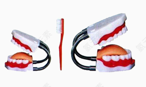牙齿模型和牙刷