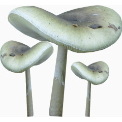漂亮创意蘑菇