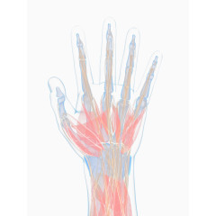 手掌肌肉X光