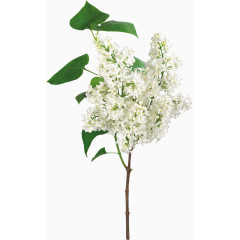 花卉植物白色花朵小花素材PNG