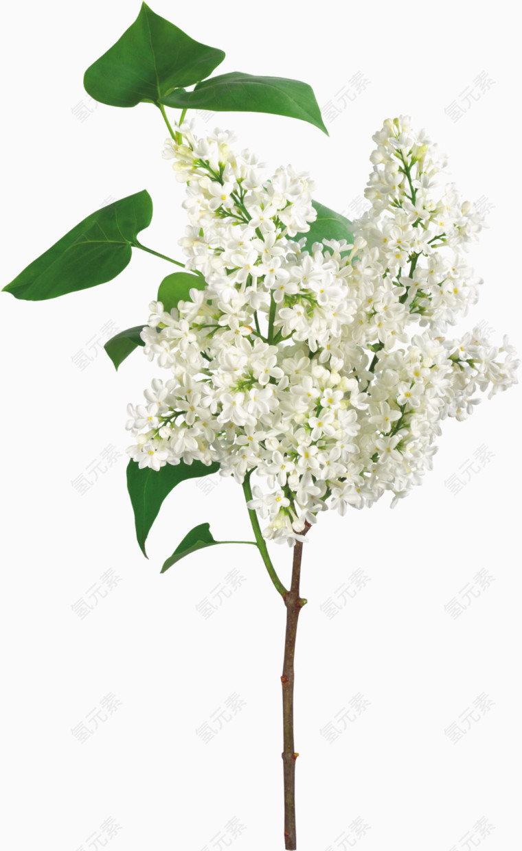 花卉植物白色花朵小花素材PNG