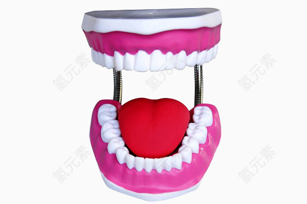 口腔假牙模型