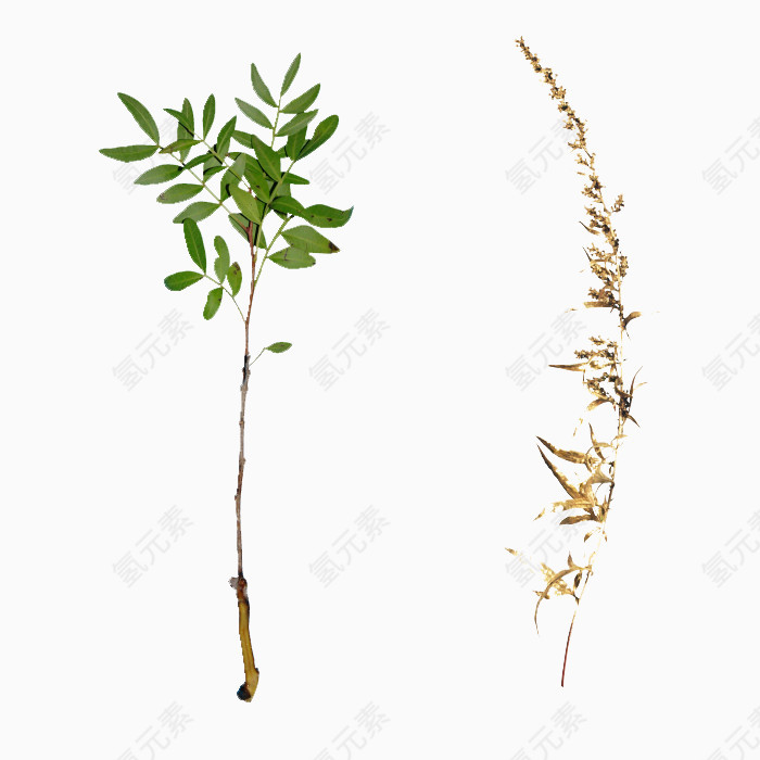 绿色植物绿叶免抠PNG图片素材