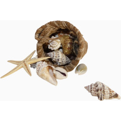 麻袋海星海螺