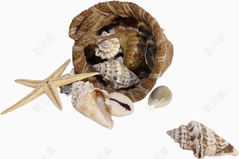 麻袋海星海螺