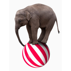 PPT素材马戏团踩在球上的大象