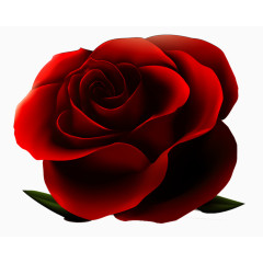 手绘逼真红玫瑰花朵