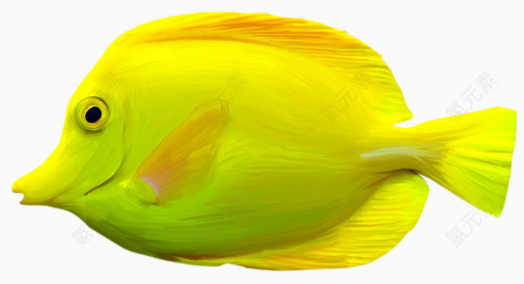 黄色鱼