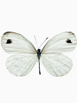 干净的白色蝴蝶