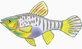 卡通热带鱼黄斑斓