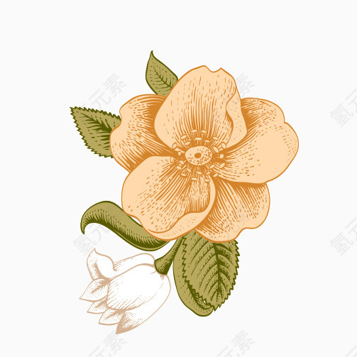 米黄色花朵手绘插画
