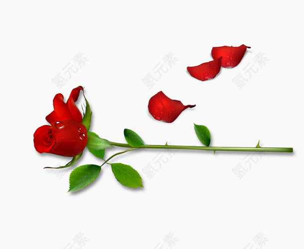 一枝红色玫瑰花花瓣