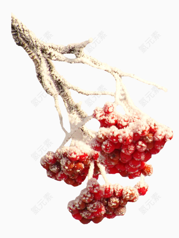 雪花包裹的红色果实