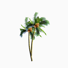 五一海报装饰 椰子树