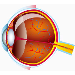 人体器官眼球组织