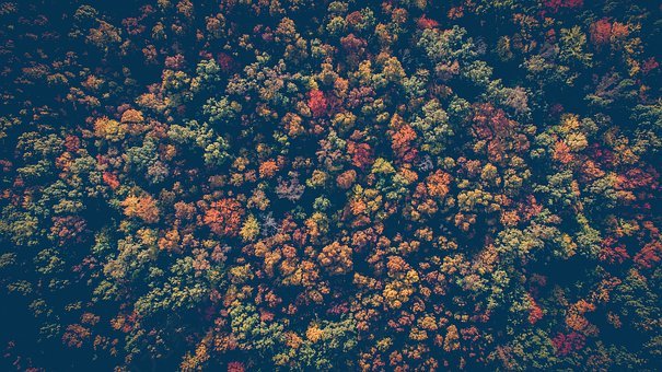 森林,自然,树,伍兹,空中的视图,秋,秋天,免費的照片,免费图片