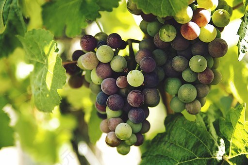 葡萄,藤,水果,收获,群集,束,成熟,新鲜,健康,红色,绿色,多汁,紫