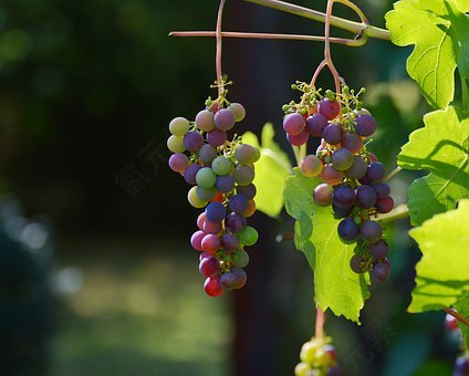 葡萄,藤,红葡萄,酒,葡萄种植,年份,蓝色的葡萄,红葡萄品种,免費的照