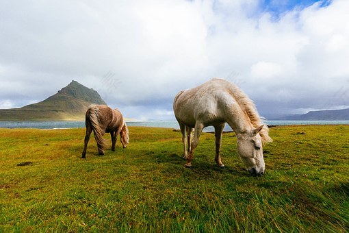 马匹,放牧,景观,野生,鬃毛,动物,牧场,草,免費的照片,免费图片