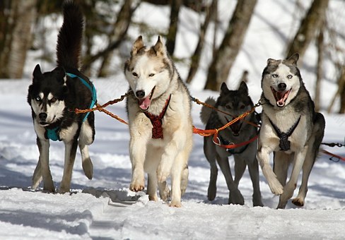 哈士奇,赫斯基,狗,竞赛,雪橇狗比赛,免費的照片,免费图片