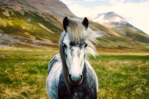冰岛,马,小马,野生,景观,美丽,自然,户外,农村,肖像,免費的照片,