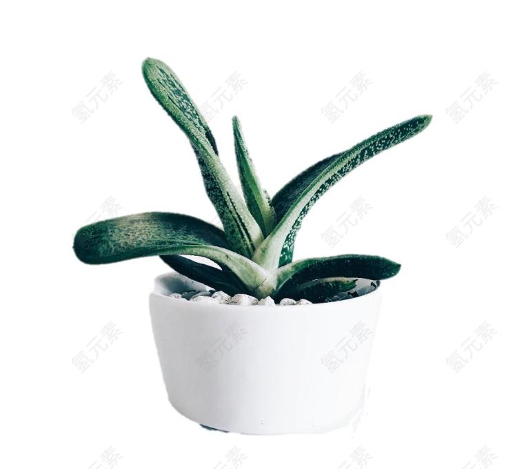 室内植物图片_白色素材_植物下载