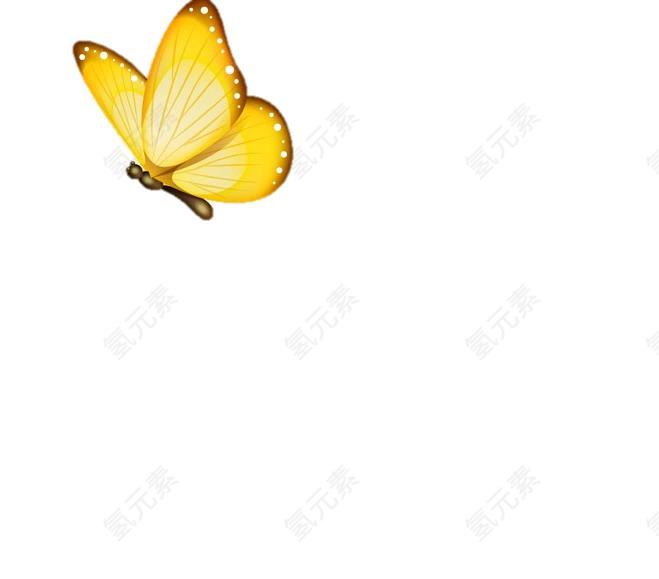 蝴蝶图片_昆虫素材_白色背景下载