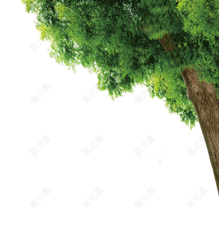 绿色图片_树木素材_森林下载