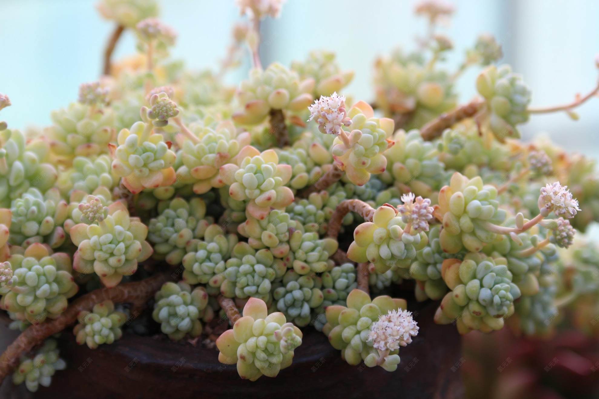 植物图片_葡萄素材_水果下载下载