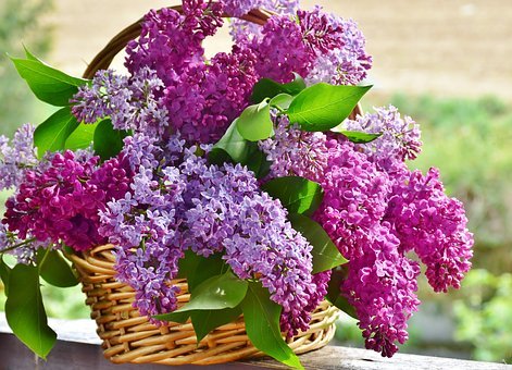 紫丁香,花篮,鲜花,厂,性质,花香,插花,花瓣,赛季,春天,安排,香味