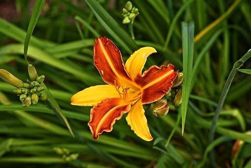 百合,花,植物,盛开,花瓣,风格,雄蕊,常年,免費的照片,免费图片