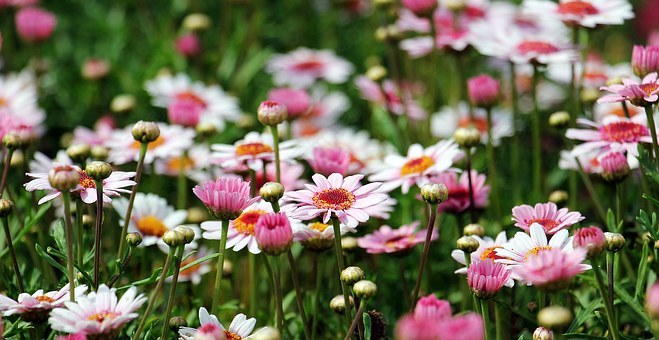 玛格丽特,树的雏菊,花,argyranthemum 添加紫苏,厂,鲜花