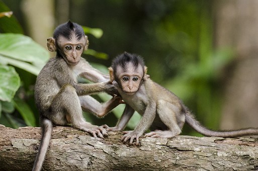 猴子,自然,动物,婴儿,猿,可爱,小,毛皮,播放,活跃,可爱的,像人类