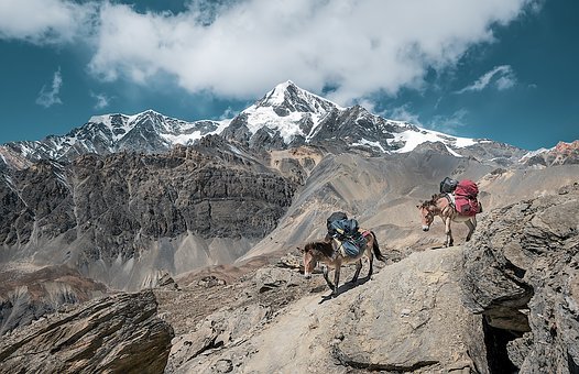 山,性质,骡子,运输,驴,transportmulis,运输驴,载驴,