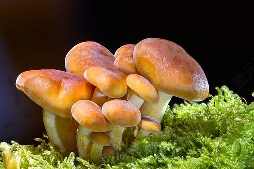 蘑菇,海绵,迷你蘑菇,小蘑菇,免費的照片,免费图片